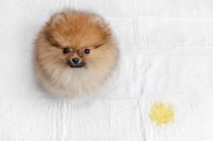 4 passos para evitar que um cão urine na cama