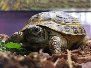 Faça um terrário para sua tartaruga