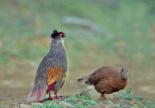pássaro Faisão ensanguentado