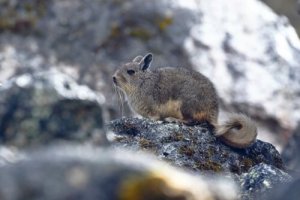 A fauna da cordilheira dos Andes