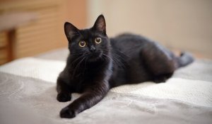 Recomendações para deixar os gatos sozinhos em casa