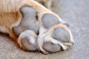 Tratamento das feridas nas almofadinhas dos cães