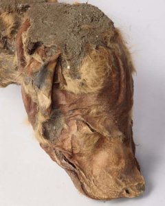 Encontrado no Canadá um filhote de lobo mumificado