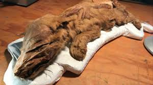 filhote de lobo mumificado