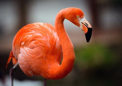 flamingo