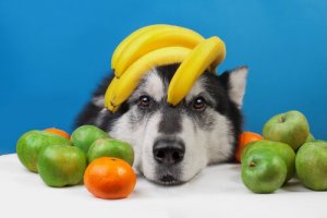Frutas refrescantes para o seu cachorro