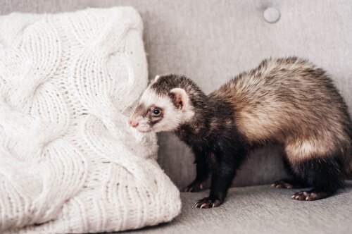 ter um furão como animal de estimação