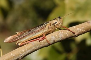 Gafanhoto: um pequeno inseto com apetite voraz