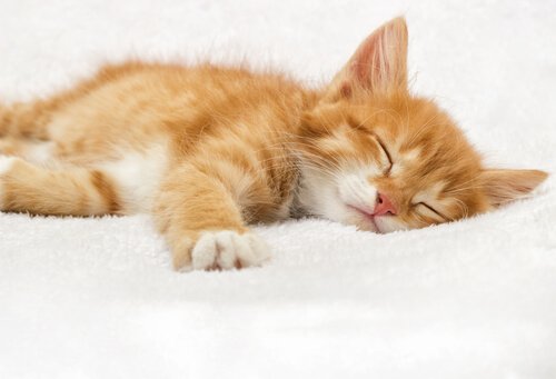 Seu gato dorme demais?