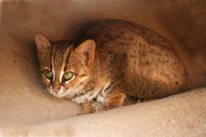 Felinos selvagens pouco conhecidos