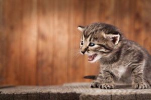 Seu gato mia demais?