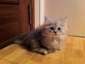 Gato Minuet, um peludinho de patas curtas