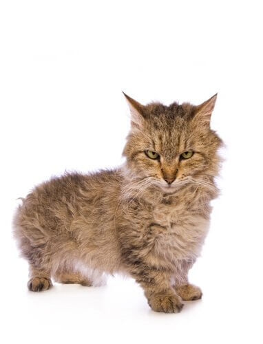 skookum, um lindo gato