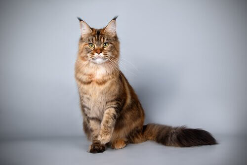 maine coon: comportamentos