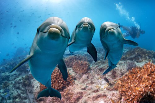 Comunicação entre golfinhos