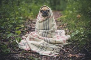 Maneiras de prevenir a gripe canina