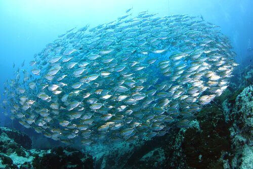 Cardume de peixes