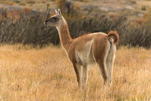 conheça a fauna da Argentina: guanaco