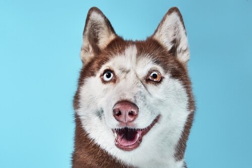 Husky siberiano com heterocromia parcial