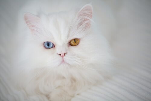 heterocromia em gatos