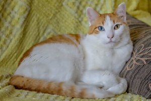 Heterocromia em gatos e cães: uma condição peculiar