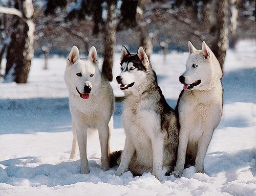 Cães da raça husky siberiano na neve