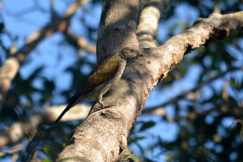Pássaro indicador indiano