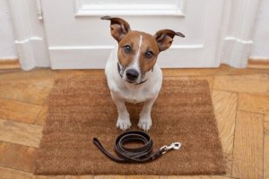 Instruir um cão durante a caminhada diária