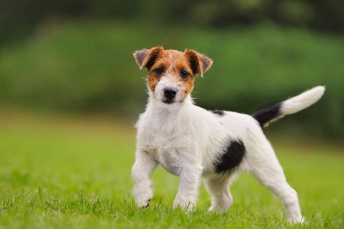 Jack Russel Terrier