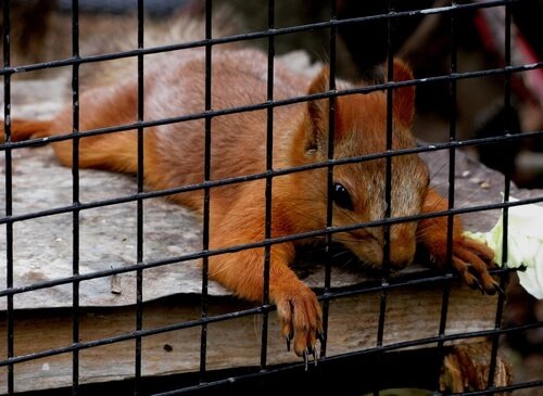 Esquilo em gaiola