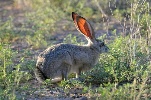 Lebre de cauda longa