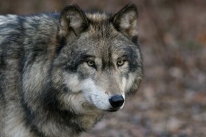 O lobo cinzento: 7 características e comportamento