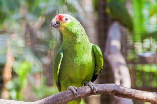 algumas espécies de louros