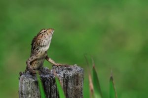 Lugares para viajar e ver animais exóticos