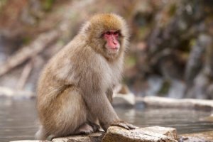 Macaco de cara vermelha: um curioso primata