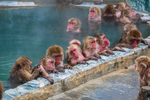 macacos da neve tomam banho em fonte termal
