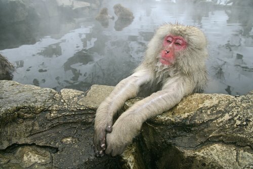 Macaco-japonês relaxando em fonte termal