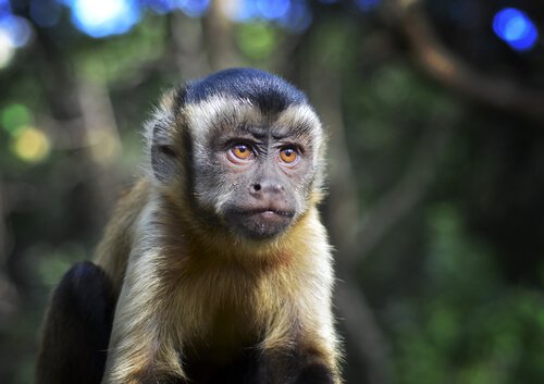 Como vivem os macacos-pregos no Cemacas