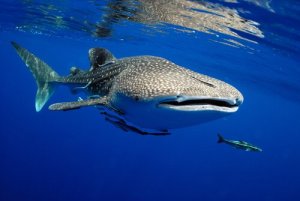 Maior peixe do mundo percorre mais de 20 mil km