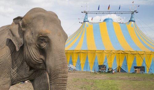 Elefante de circo: um abuso contra os animais
