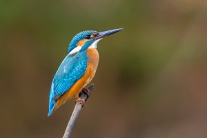 5 espécies de martim-pescador: conheça essa linda ave