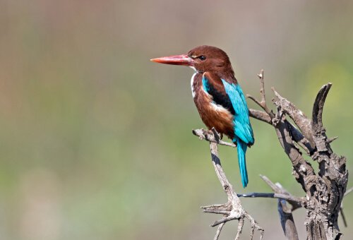 martim-pescador de Esmirna
