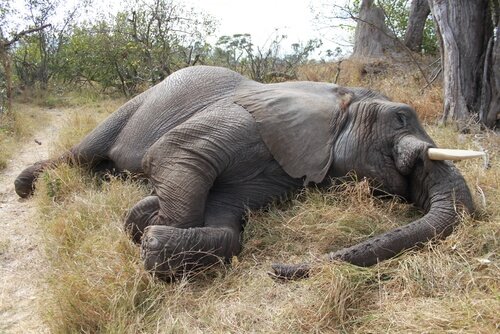 Um massacre de 100 elefantes em Botswana