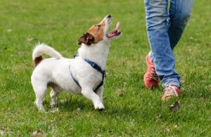 5 maneiras de melhorar a qualidade de vida dos cães