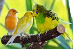 As melhores aves para se ter em casa