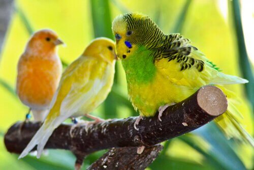 As melhores aves para se ter em casa
