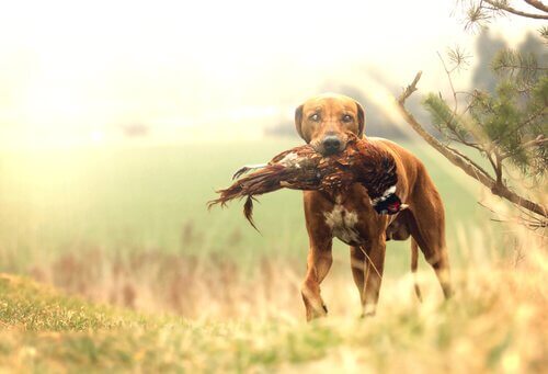 Qual é a melhor raça de cães para a caça?