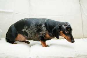 Método Tellington Ttouch: para cães com medo de fogos
