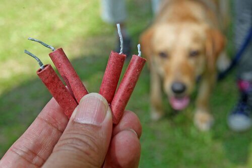 cães com medo de fogos de artifício