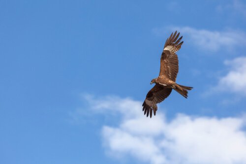 milhafre-preto voando